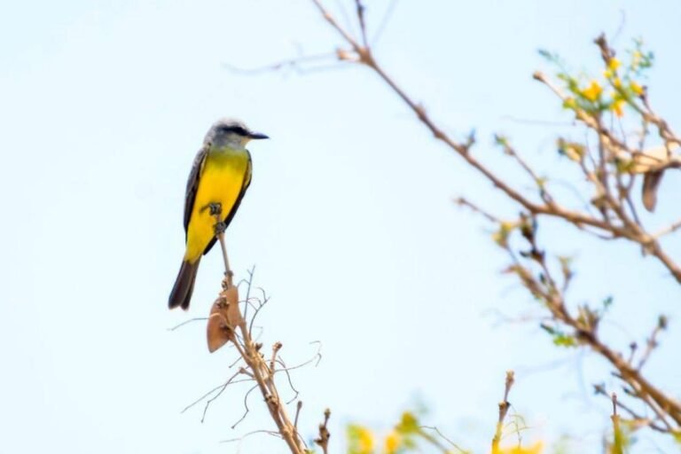 Museo Bolivariano abre taller para ‘Emprendedores del Aviturismo’