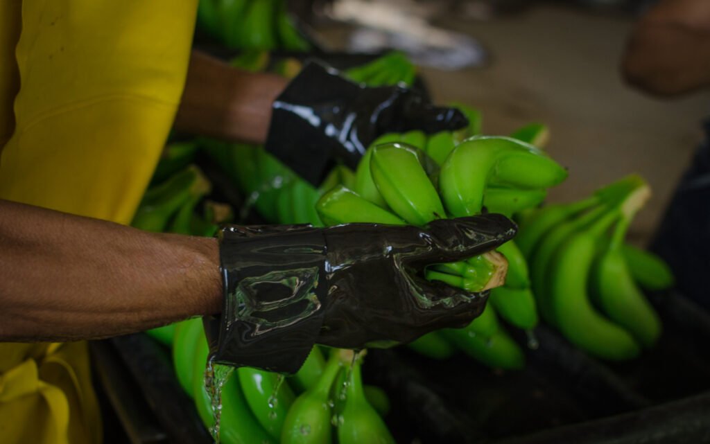 Asbama se alista para la V versión del Foro Bananero en Santa Marta