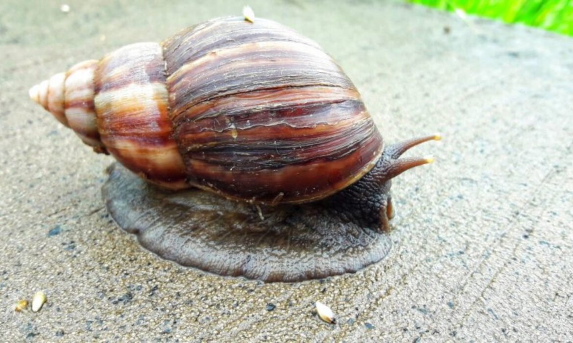 Caracol africano