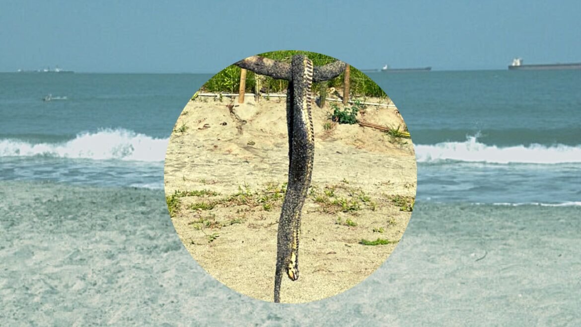 Serpiente, Playa Dormida – Foto de Referencia