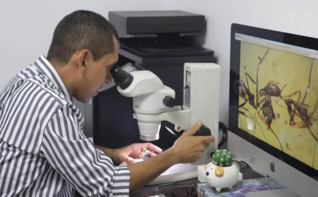 Científico magdalenense investiga especie única de hormigas en México