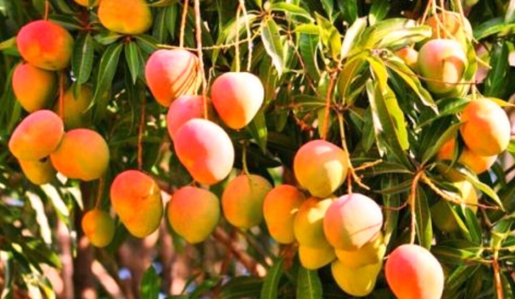 Ambicioso proyecto de Agrosavia beneficiará a 293 productores de mango