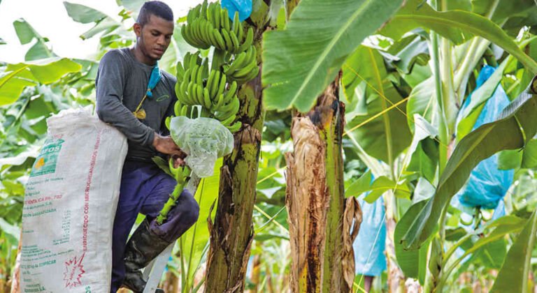 Zona Bananera abre sus puertas a ‘Magdalena Tierra de Agricultores’