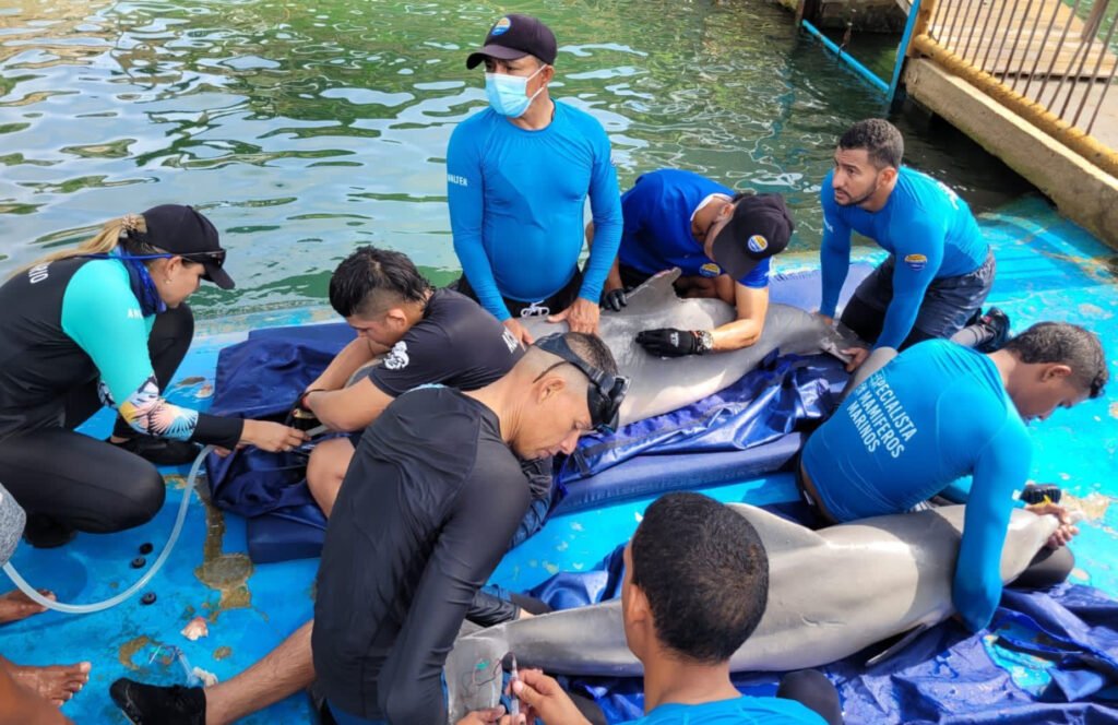 Gracias a Corpamag y el Acuario; delfines costeros volvieron al mar caribe