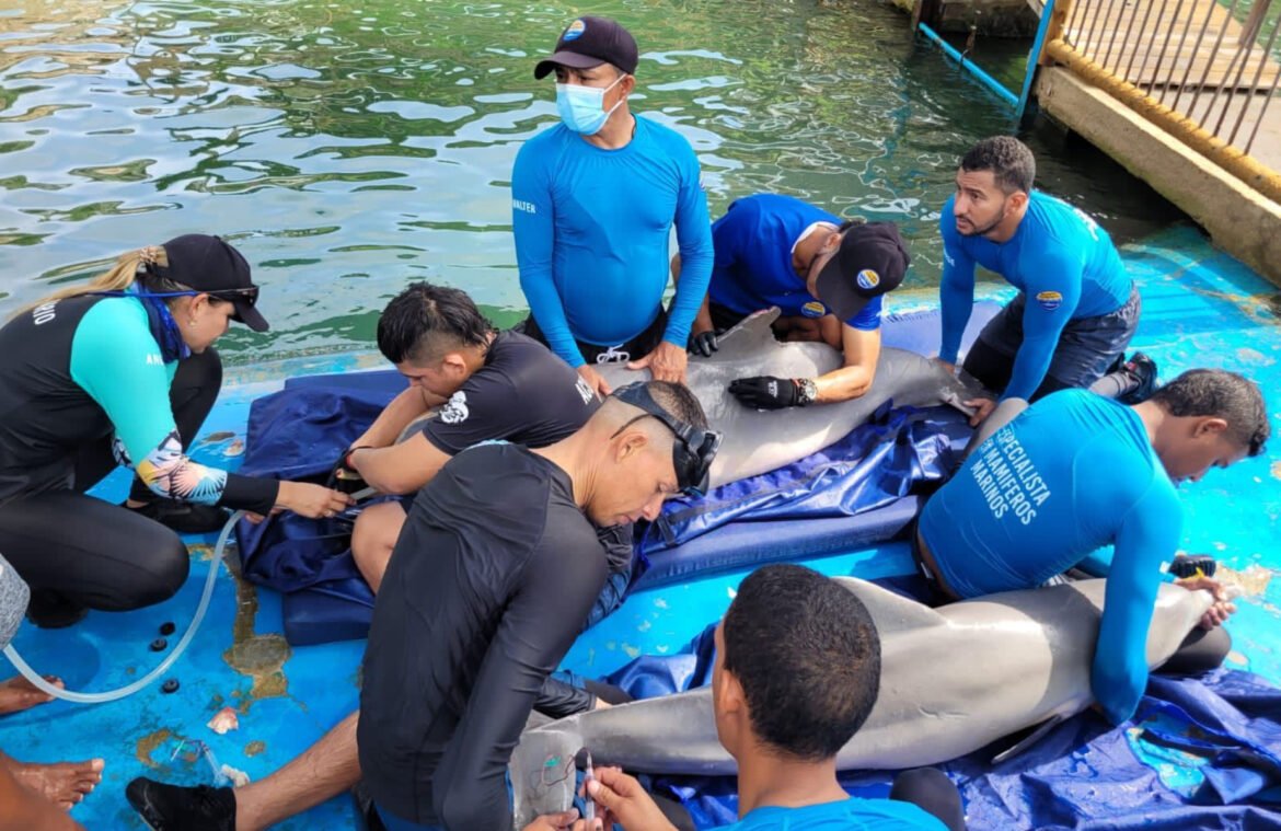 Delfines rescatados y rehabilitados