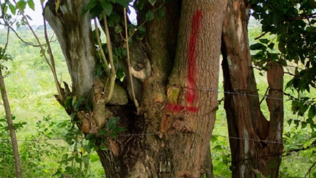 Las 11 medidas para contener invasión a fincas ganaderas en Plato