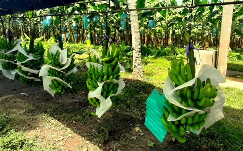 Ya inicia la fase 3 para evitar la propagación del Fusarium en el Caribe