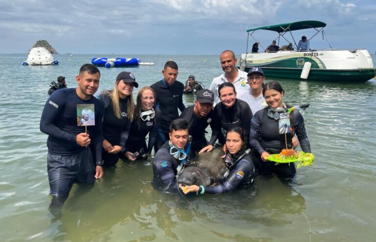 Tasajerito: el bebé Manatí cumple su primer año de vida