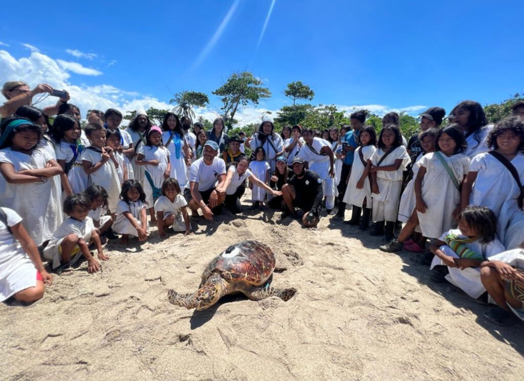 Concha, la tortuga rescatada por Corpamag y el Acuario, vuelve a casa