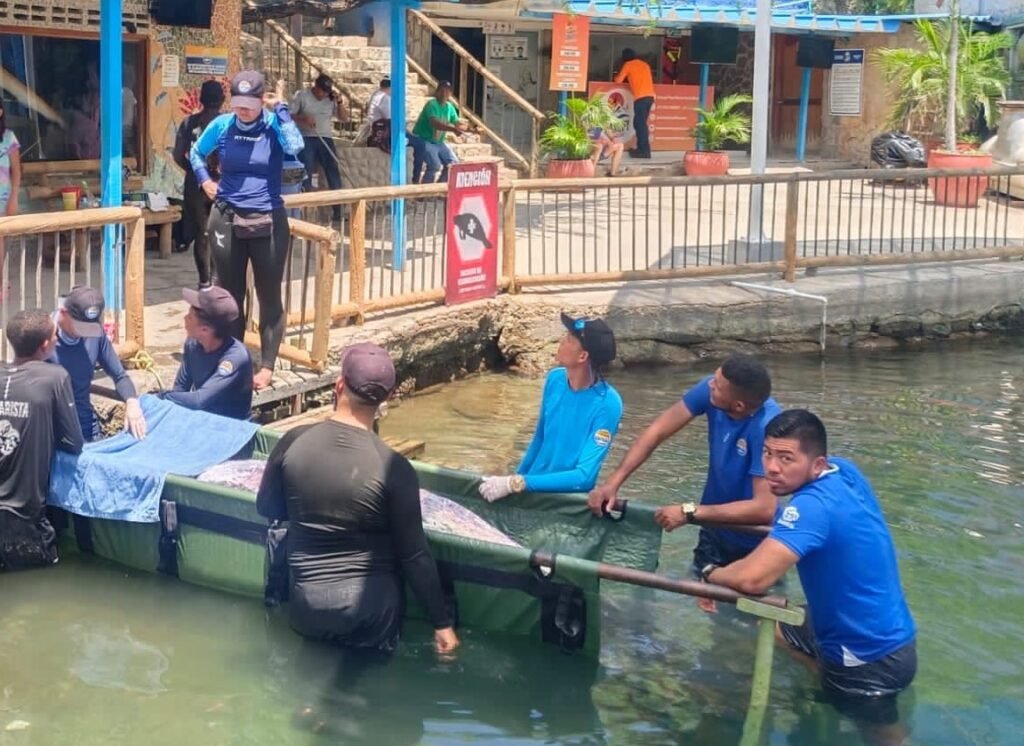Magdalena, la manatí rescatada en la Ciénaga de cicuco falleció