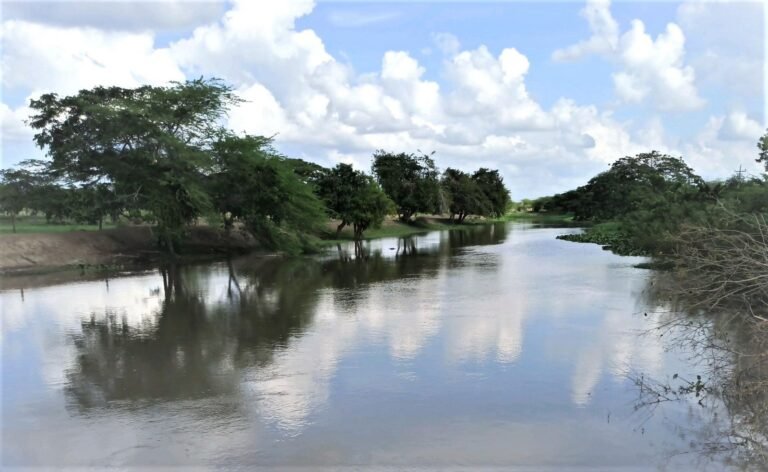 Corpamag Inicia reforestación de 70 hectáreas del Caño Martinica