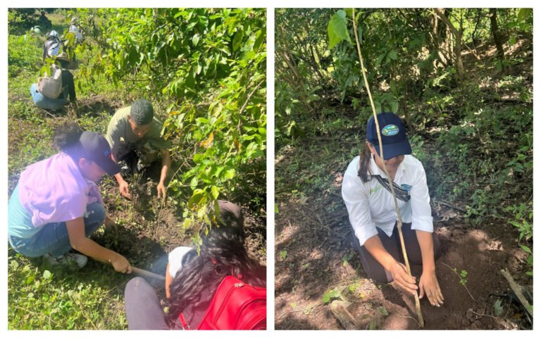 Corpamag apoya a Fedepalma en jornada de siembra en Zona Bananera
