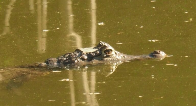Advierte Corpamag: Por las lluvias babillas podrían ir hacia las viviendas