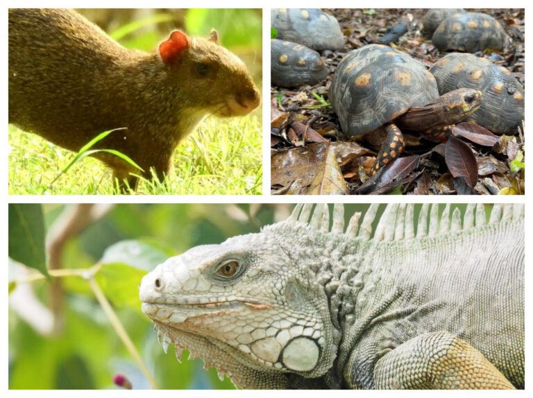 Corpamag: No consuma carne de monte ¡es ilegal, dañino y peligroso!