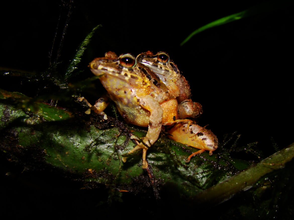 Ranas exclusivas en la Sierra Nevada