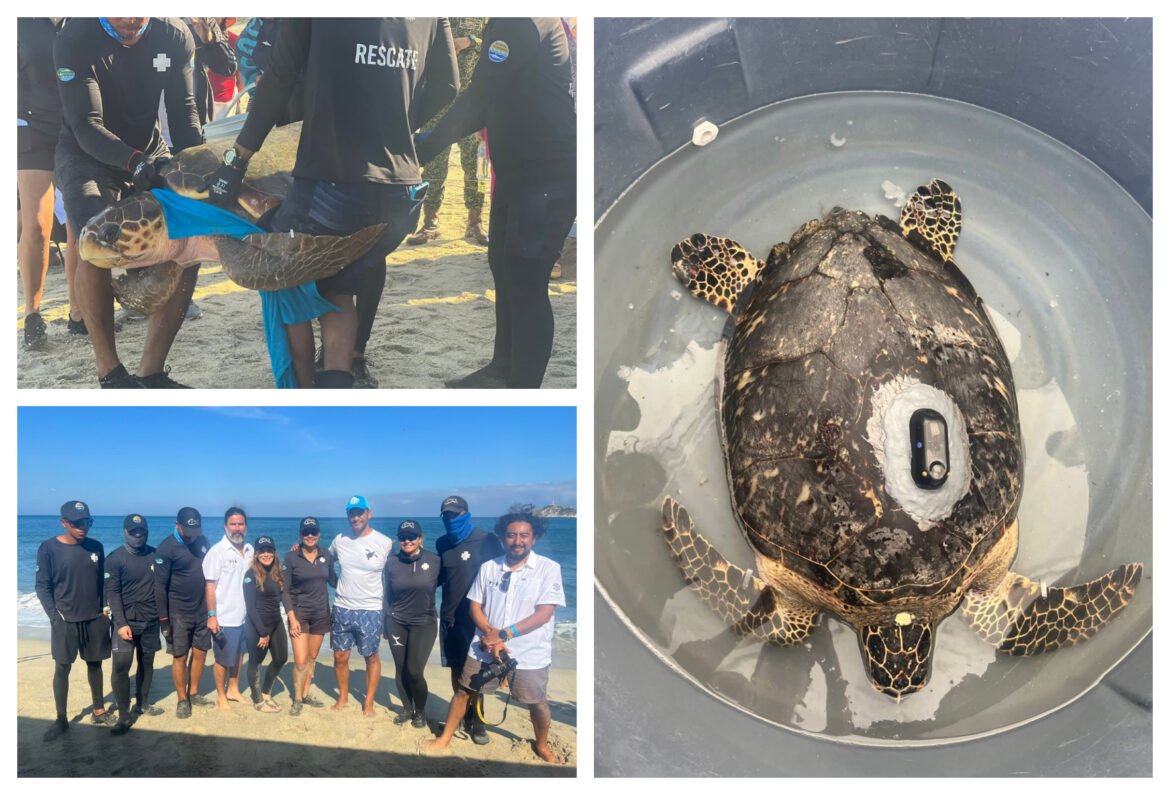 Liberan tortuga Carey