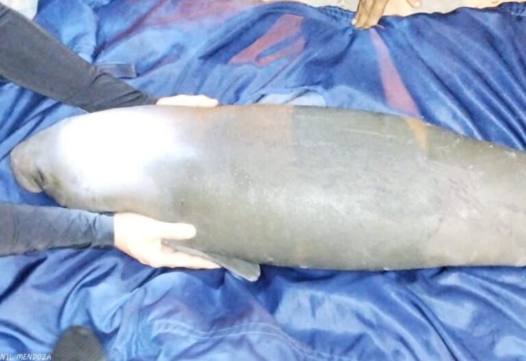 Un bebé manatí fue rescatado por pescadores en aguas del río Magdalena