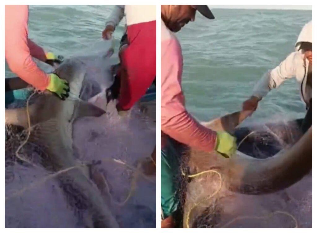 En video: Pescadores le salvan la vida a un tiburón martillo en Mendihuaca