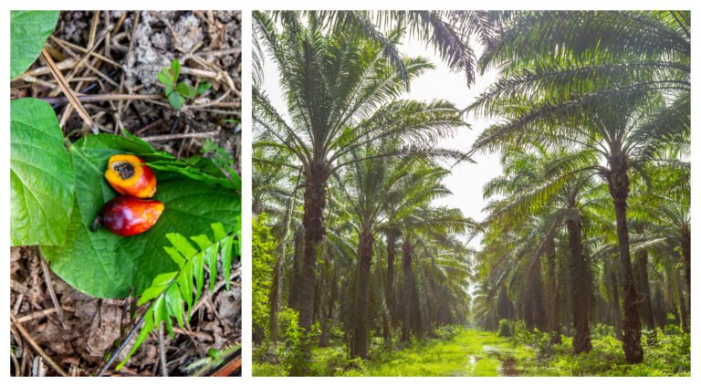 Daabon, numero uno en Latinoamérica en Cultivo De Palma De Aceite