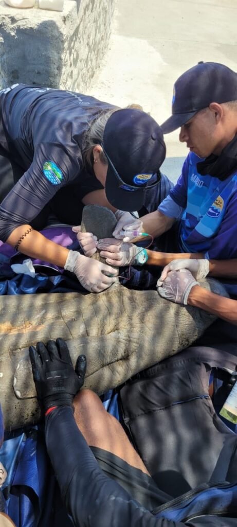 Pescadores rescataron un manatí atacado por un tiburón de dos metros