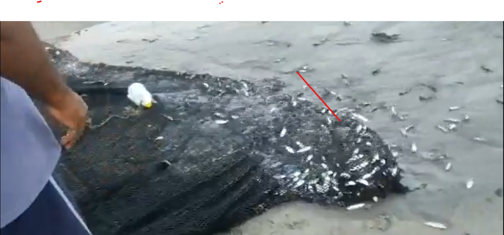 Pesca indiscriminada enfurece a Veeduría Animal de Santa Marta