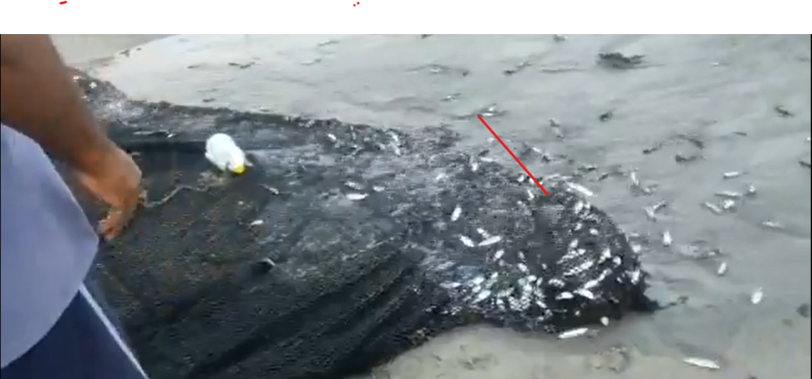 Pesca indiscriminada en Santa Marta