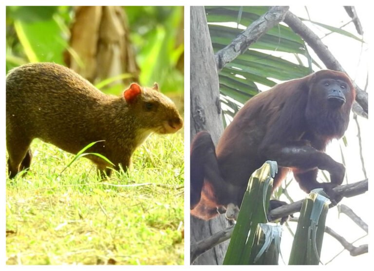 Contra el tráfico de animales silvestres, Corpamag invita a denunciar