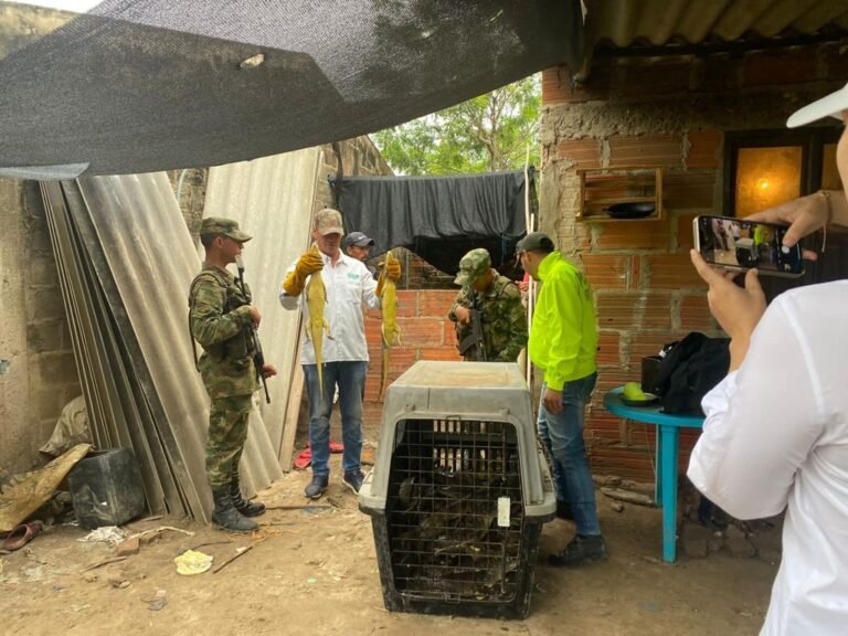 Ejército y Corpamag recuperan 234 babillas avaluadas en $1.400 millones