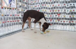 Casa hecha con botellas de plastico tipo PET