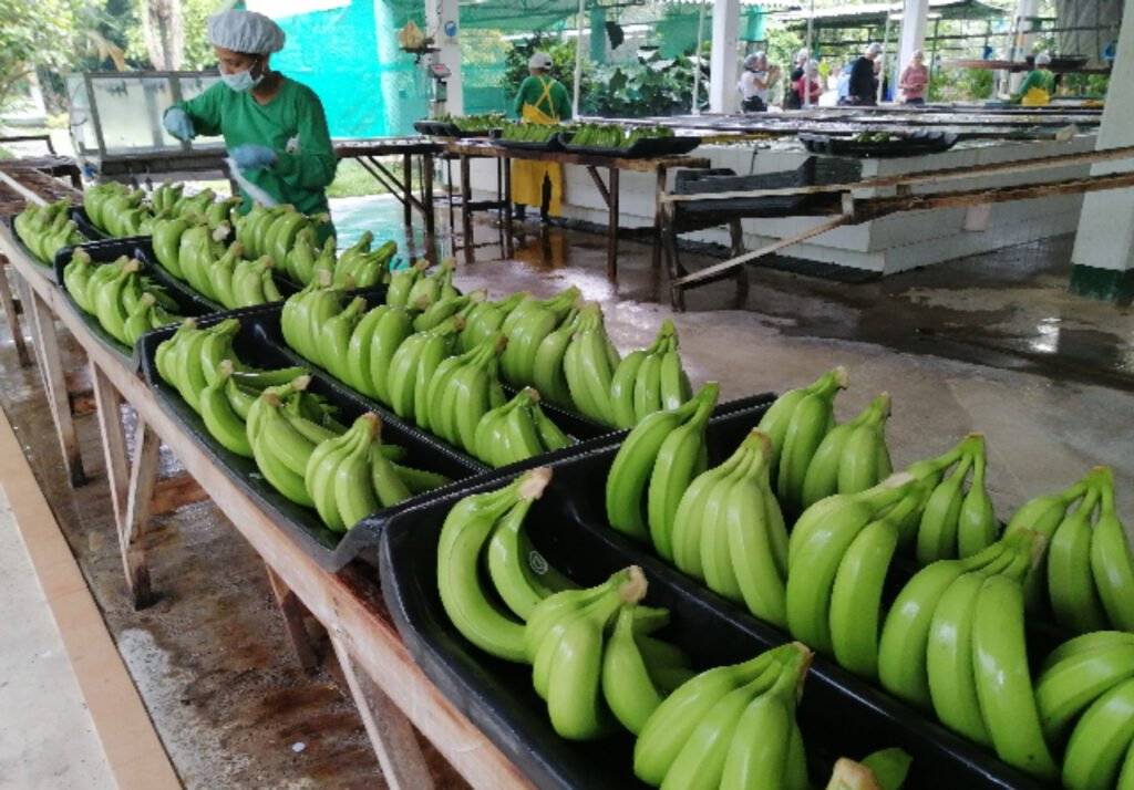¿Es cierto o no que hay un nuevo foco de Fusarium en el Magdalena?