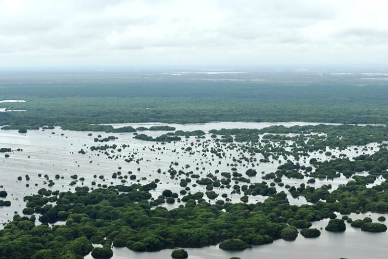 Corpamag, años de trabajo en la recuperación de bosques de manglar