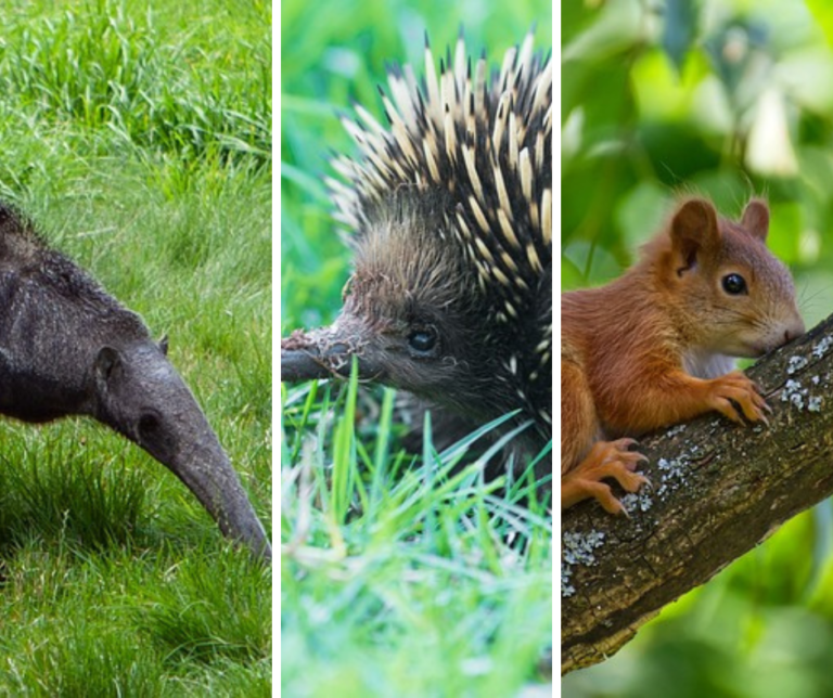 Corpamag libera animales silvestres en Santa Marta