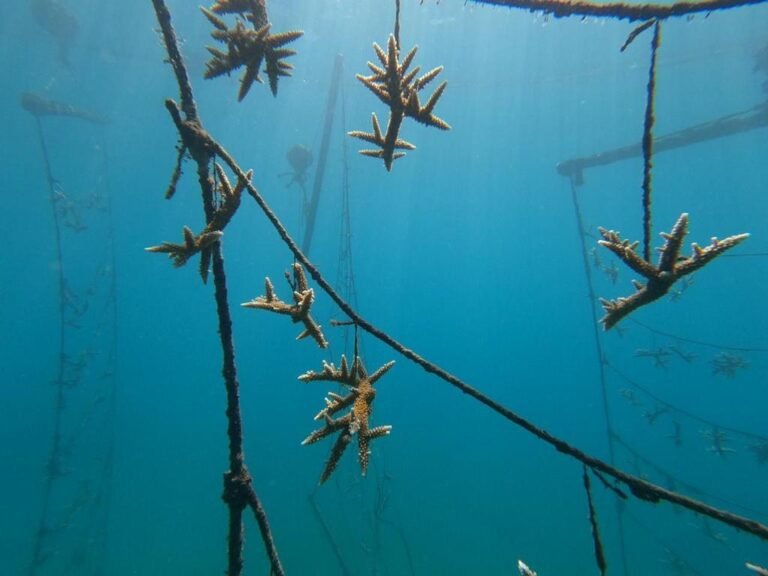 ¡Meta superada! Magdalena es líder en siembra de corales en el país