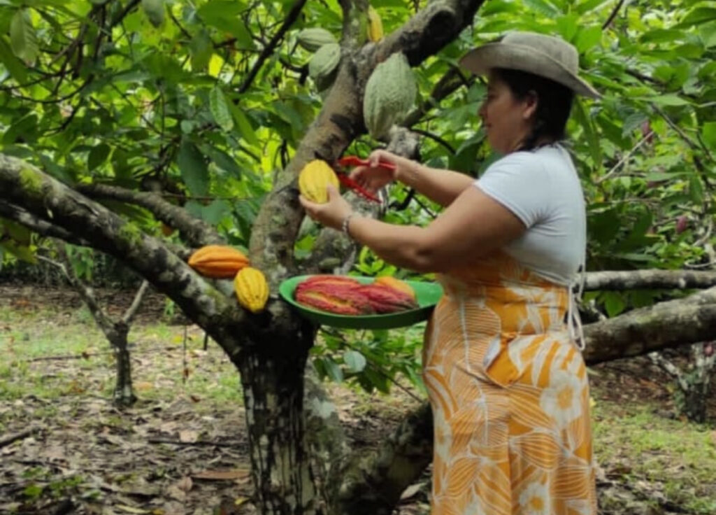 Turismo Cacao