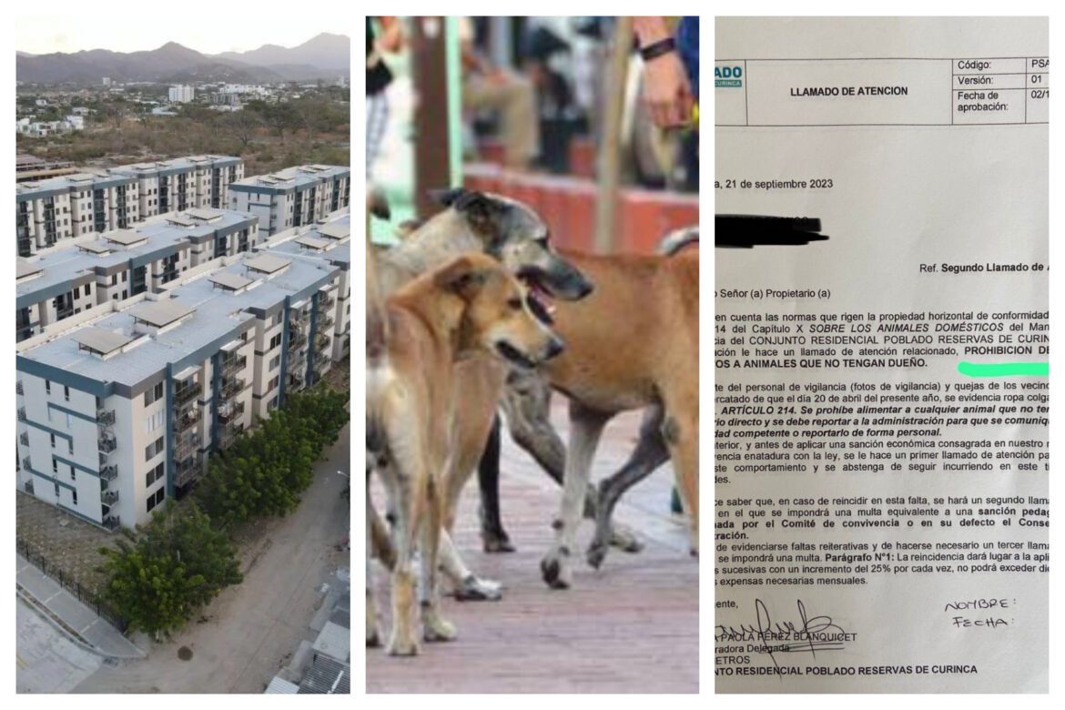 Conjunto prohíbe a sus residentes alimentar animales callejeros