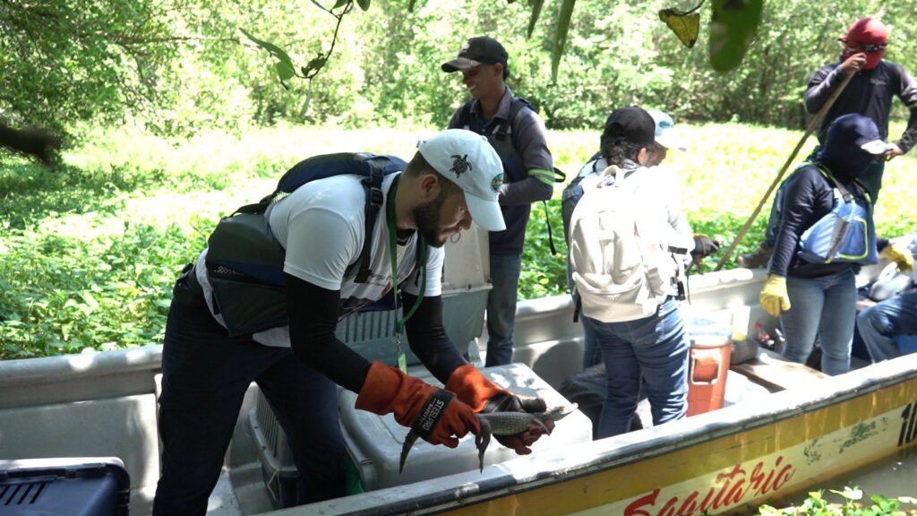 Liberan a más de 190 animales silvestres en la Ciénaga Grande