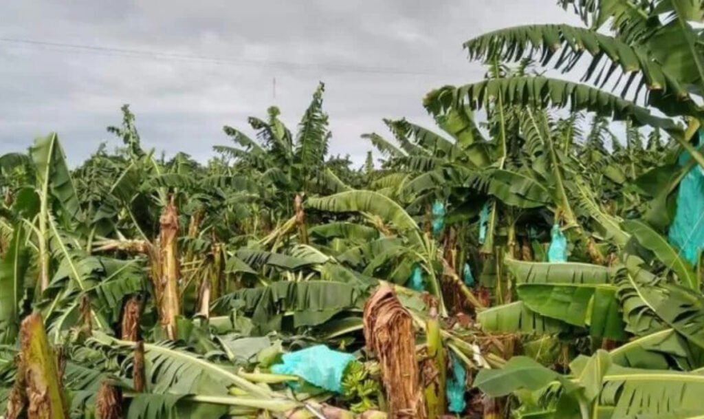 Por ráfagas de viento hay perdidas millonarias en el sector bananero