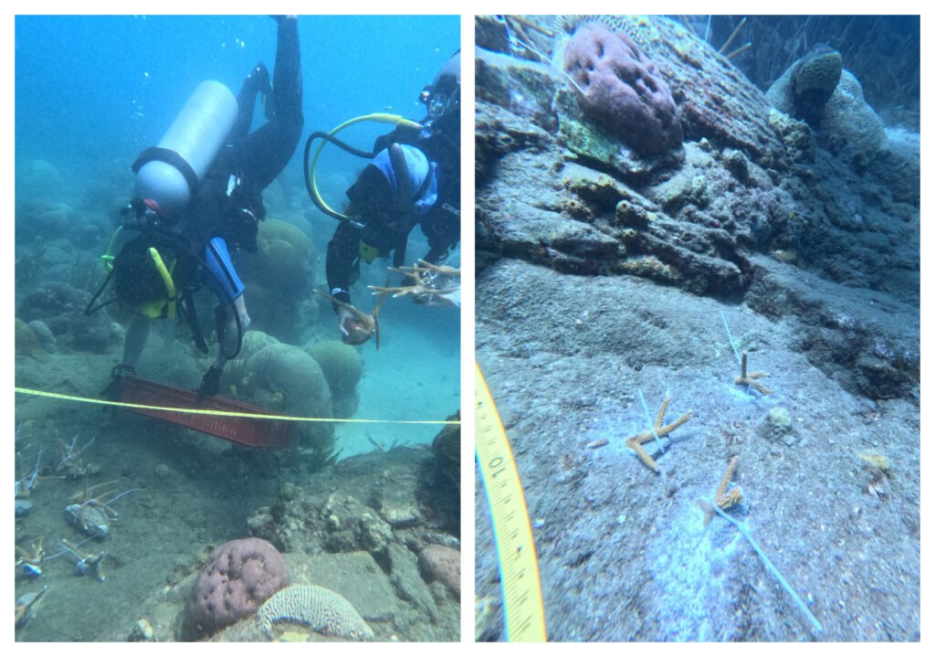 Así avanza la restauración de corales en el Parque Tayrona