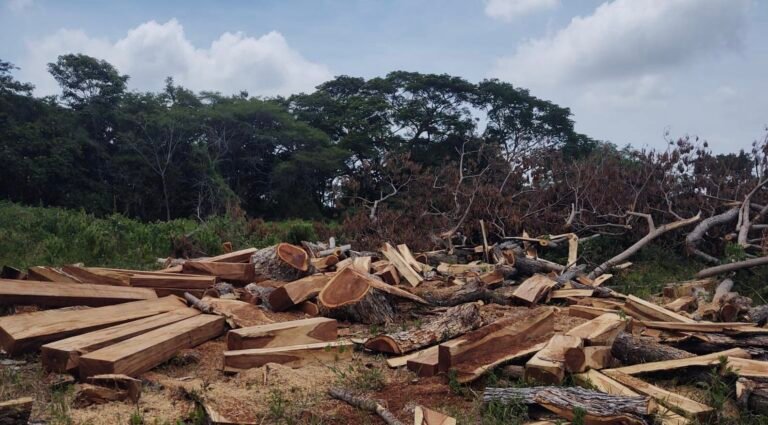 La sanción para una banda que talaba bosques nativos en El Piñón