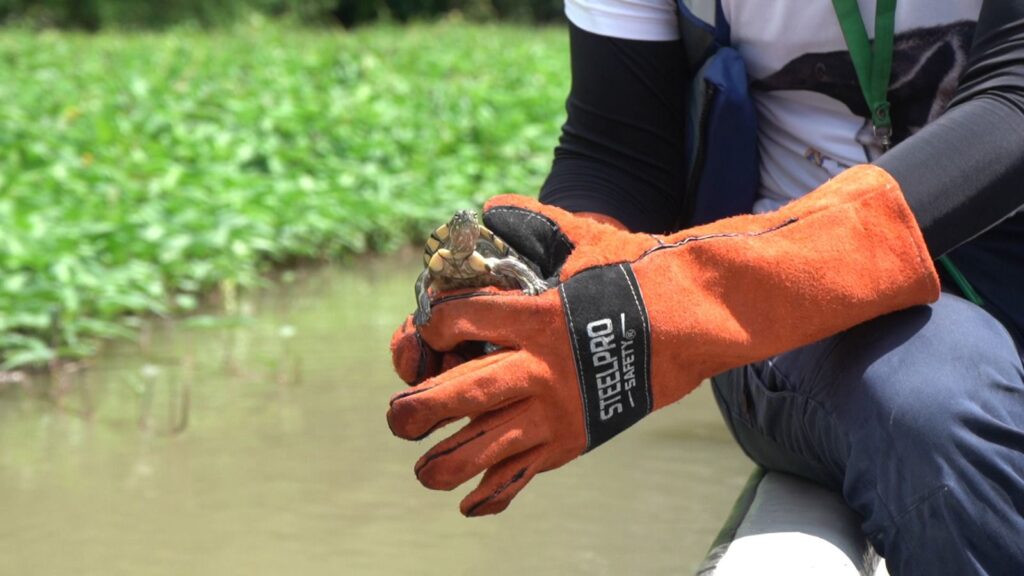 tortugas liberadas