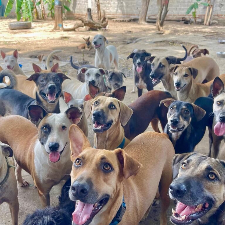 Refugios de animales en Santa Marta ya no alcanzan más