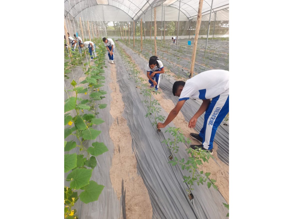 Invernaderos escolares