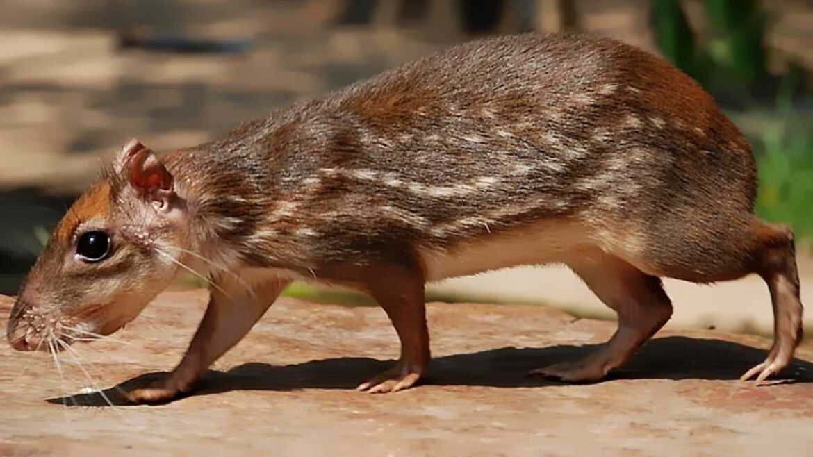 Carne de Guartinaja Carne de guartinaja