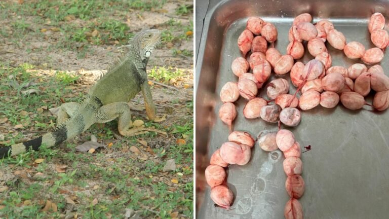 Comer huevos de iguana, mortal primer paso para padecer salmonella