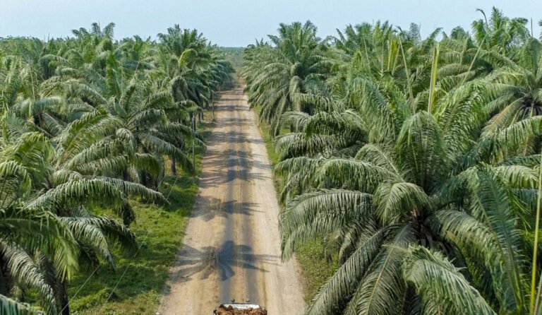 ¿Cómo logró Daabon ser ejemplo de no deforestación a nivel mundial?