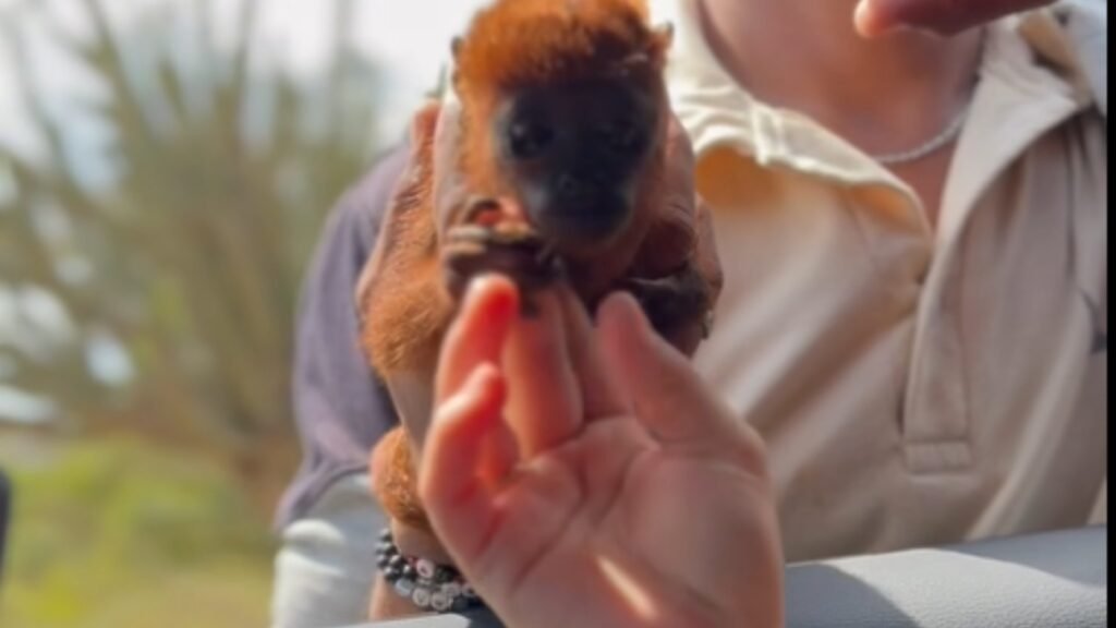 ¡Tratándolo cual muñeco! Influencer samario compra mono como regalo