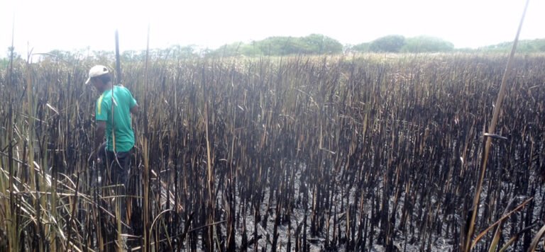 ¿Quién habría prendido fuego al Parque Isla Salamanca?