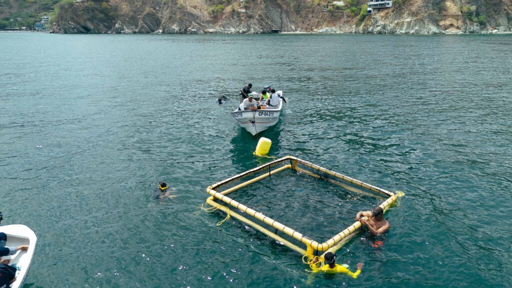 Instalan jaula flotante en Taganga para cultivar róbalos