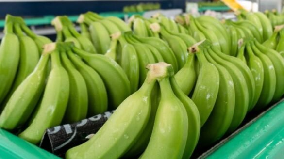 La exportación de banano en Magdalena y La Guajira está en crisis por los continuos bloqueos viales.