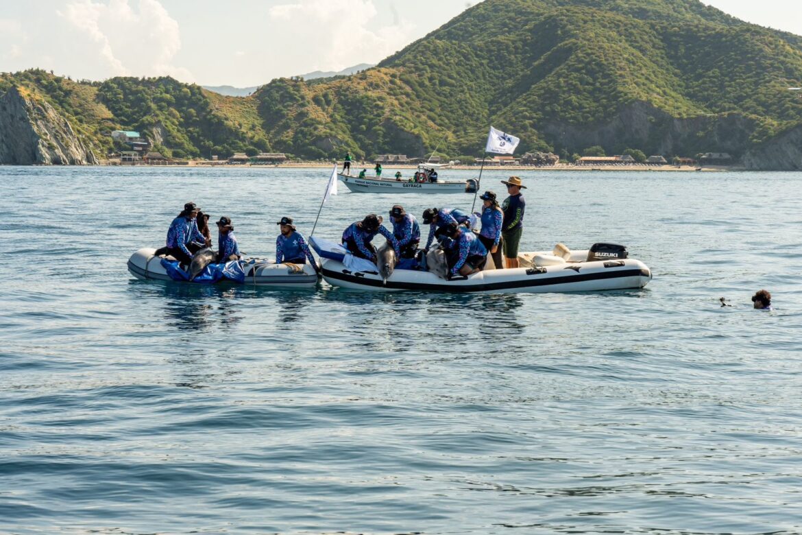 Los delfines en Santa Marta están a cargo del Centro de Rescate de Fauna Marina, la Corporación Autónoma Regional del Magdalena, Corpamag, la Fundación CIM Caribe y el Centro de Vida Marina.
